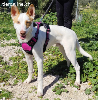 Samuel – Ein Herz auf vier Pfoten