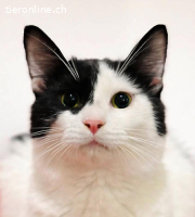 Samwise – nach schwerem Start endlich Zuhause gesucht