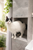 Samwise – nach schwerem Start endlich Zuhause gesucht