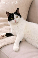 Samwise – nach schwerem Start endlich Zuhause gesucht