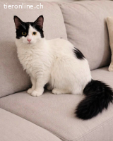 Samwise – nach schwerem Start endlich Zuhause gesucht