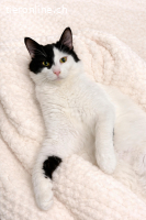 Samwise – nach schwerem Start endlich Zuhause gesucht