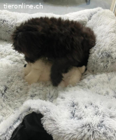 Samy 1 Jahr super lieb sehr aktiv 33 cm