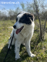 Sanfte Clara sucht ihr Für-immer-Zuhause