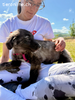 Sanfte Frohnatur Tora sucht liebevolle Menschen ❤️