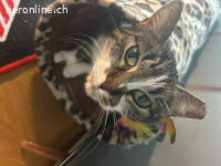 Sanftes Schmusemädchen sucht ruhiges Zuhause