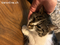 Sanftes Schmusemädchen sucht ruhiges Zuhause