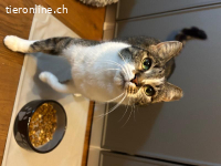 Sanftes Schmusemädchen sucht ruhiges Zuhause