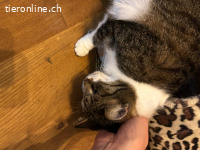 Sanftes Schmusemädchen sucht ruhiges Zuhause