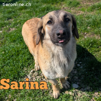 Sarina sucht ihre Menschen mit Herz