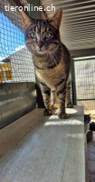 Sasha – eine kleine Diva mit grossem Herzen und Sehnsucht
