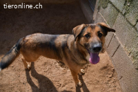 Saverio sucht ein Zuhause!