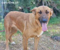 Schäfermischling Estrella