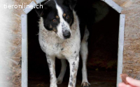 Scheue Orea sucht sicheren Hafen