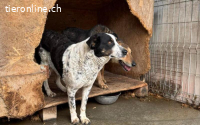 Scheue Orea sucht sicheren Hafen