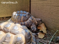 Schildkröten-Trio sucht ein neues Zuhause