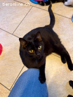 Schmusekater, 1-jährig, geimpft, getestet, kastriert