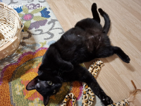 Schmuser Mikel,tapferer Momo (blind) Knt JU, einzeln möglich