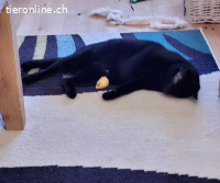 Schmuser Mikel,tapferer Momo (blind) Knt JU, einzeln möglich