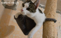 Schnurrt Otto dir bald um die Beine?