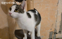 Schnurrt Otto dir bald um die Beine?