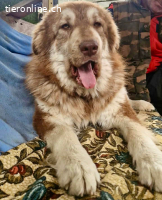 Schönheit Ilvy, verschmuste Hündin sucht ihre Menschen