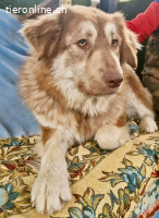 Schönheit Ilvy, verschmuste Hündin sucht ihre Menschen