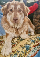 Schönheit Ilvy, verschmuste Hündin sucht ihre Menschen