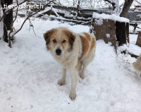 Schüchterne Pinia sucht ihr Zuhause