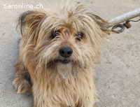 Scooby-4, allerliebster und sensibler Rüde