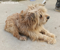 Scooby-4, allerliebster und sensibler Rüde