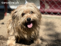 Scooby-4, allerliebster und sensibler Rüde