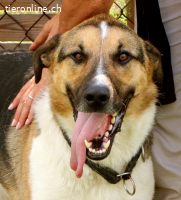 Scooby - ein richtig grosser Hundeschatz