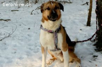 Scooby - ein richtig grosser Hundeschatz