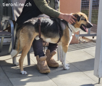 Scooby - ein richtig grosser Hundeschatz