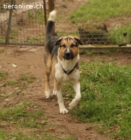 Scooby - ein wirklich grosser Hundeschatz