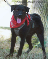 SCOTTY, aktiver Mixrüde,ca.3J.,55cm,*PS in 01909 Großharthau