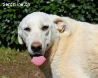 Scoutie - wartet auf dich !