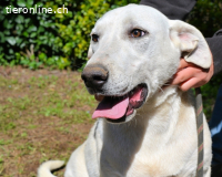 Scrubby - bitte schau nicht weg....