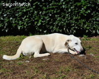 Scrubby - bitte schau nicht weg....