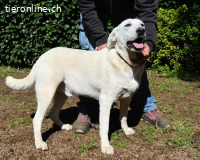 Scrubby - bitte schau nicht weg....