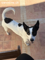 Scrump-voller Lebensfreude auf der Suche nach seinem Mensch