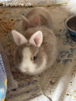 Drei Einjährige Kaninchen