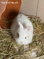 Drei Einjährige Kaninchen