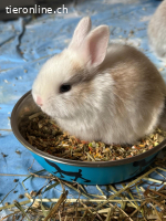 Drei Einjährige Kaninchen