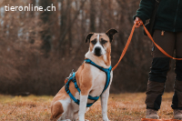 Selina sucht ein Zuhause mit Herz und Verlässlichkeit