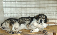 Senior Aris sucht Alterswohnsitz