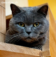 Senior-Kater Winston sucht ein liebevolles Zuhause