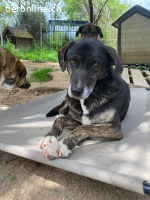 Sensibler Rüde TED möchte endlich Vertrauen fassen