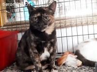 Sensibles Katzenmädchen Lynne sucht Zuhause im Glück